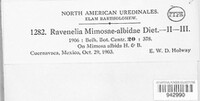 Ravenelia mimosae-albidae image